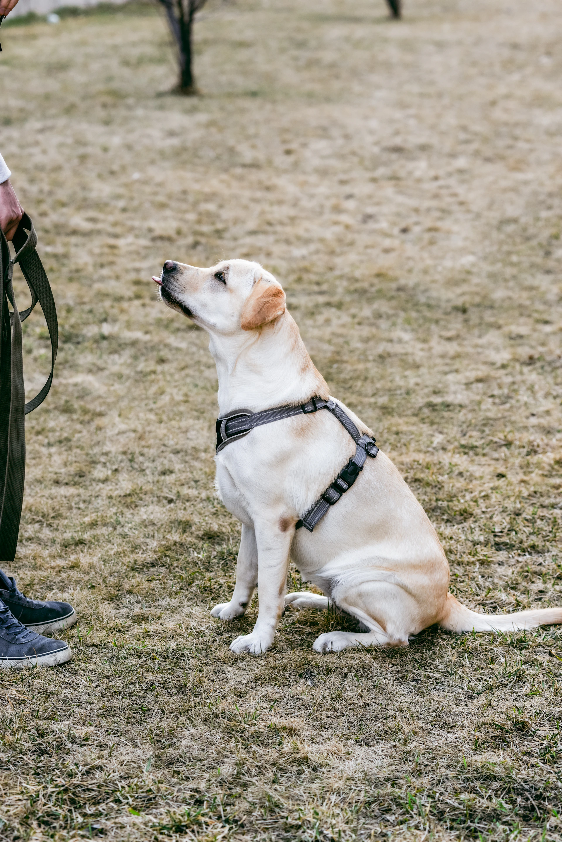 a dog sitting on the ground with a leash in its mouth