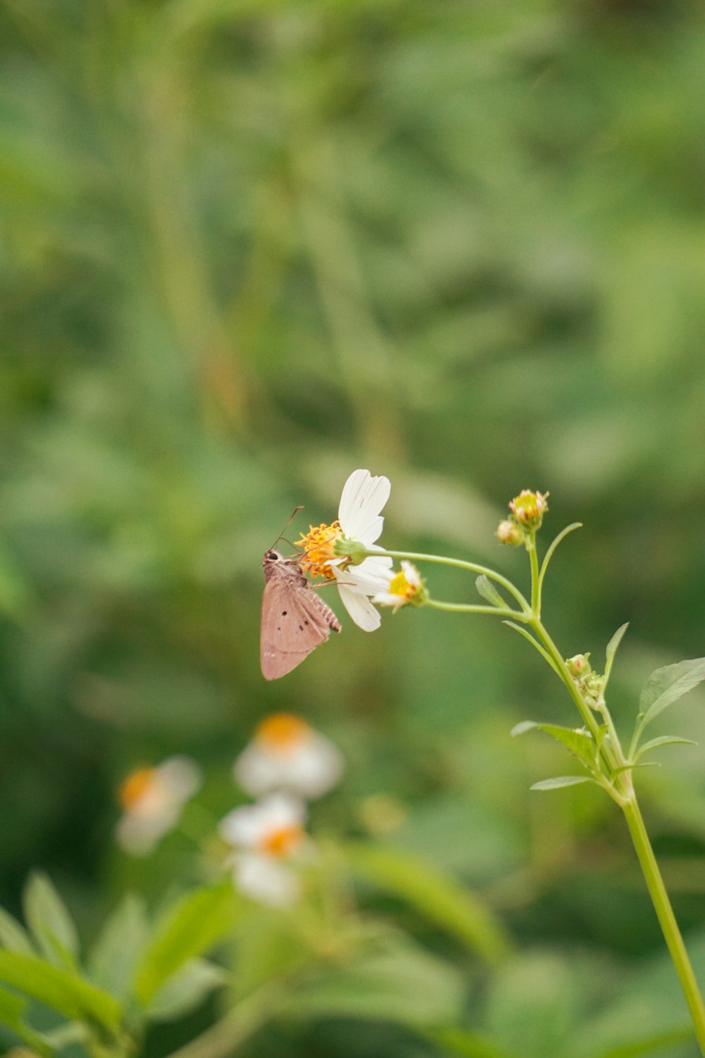 a pink butterfly sitting on top of a white flower