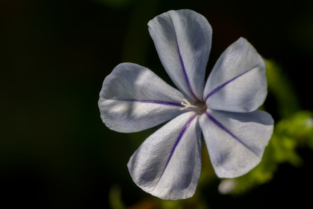 a close up of a flower with a blurry background