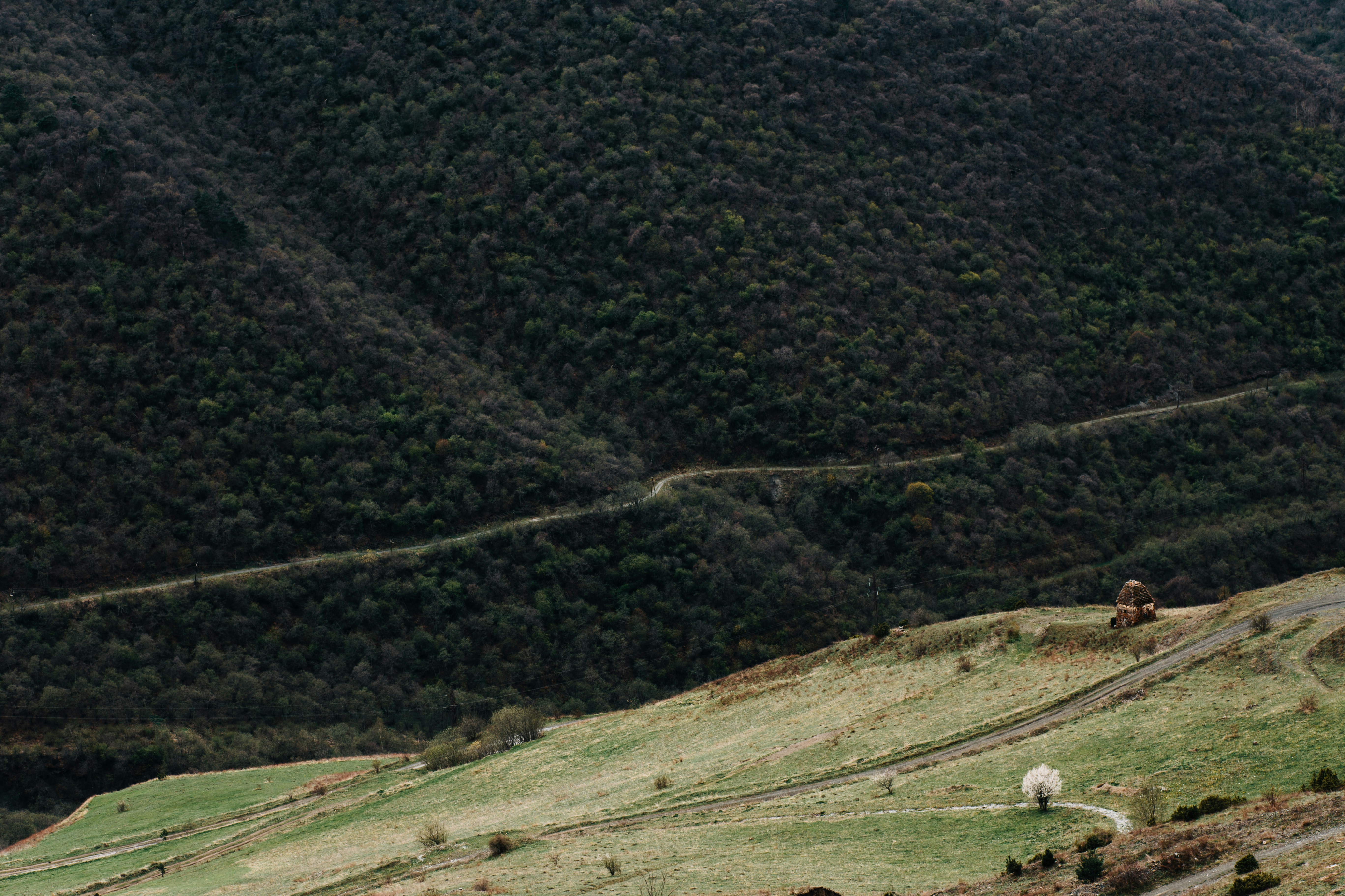 a couple of animals that are standing in the grass