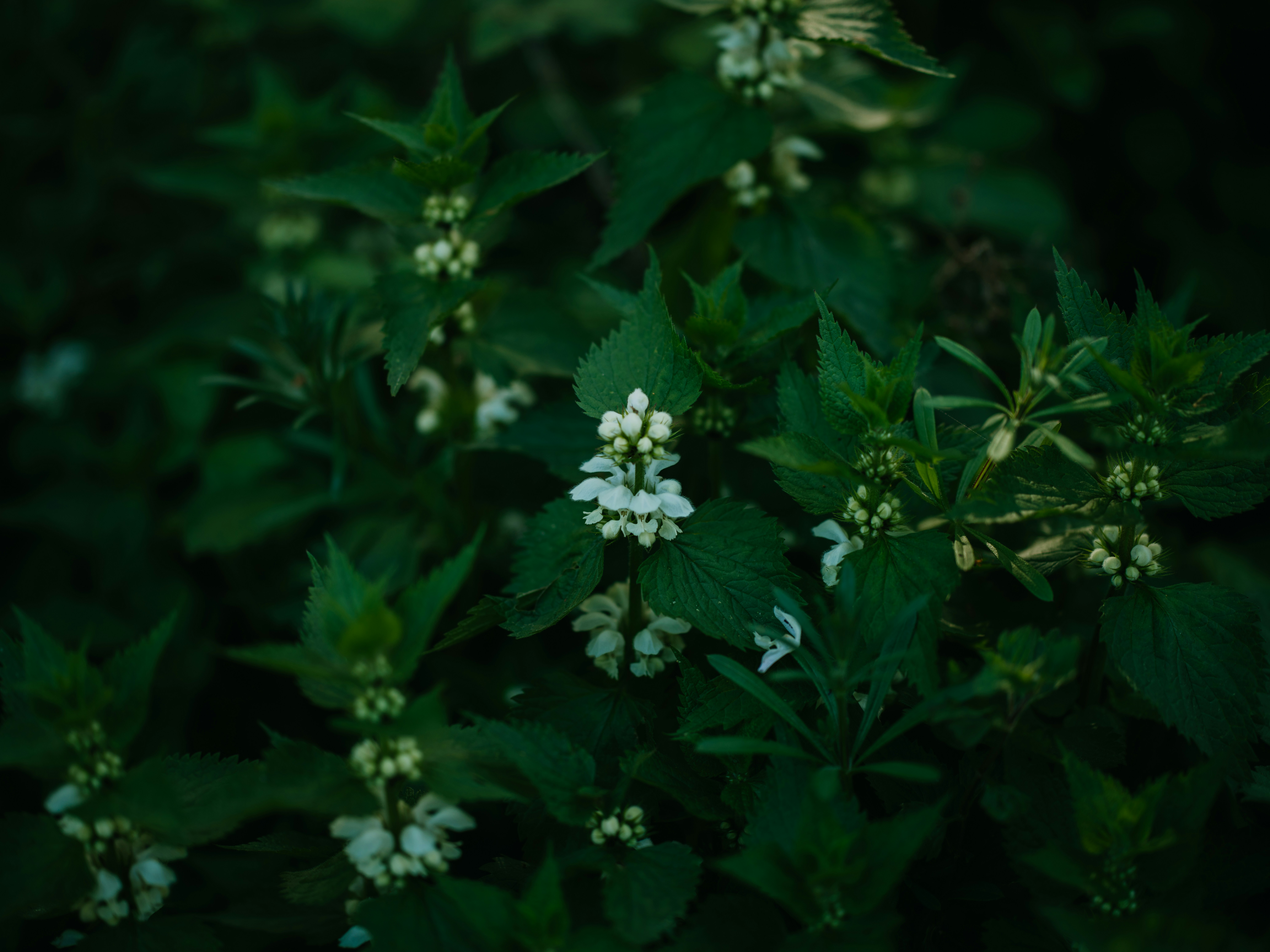 Photo by anniespratt