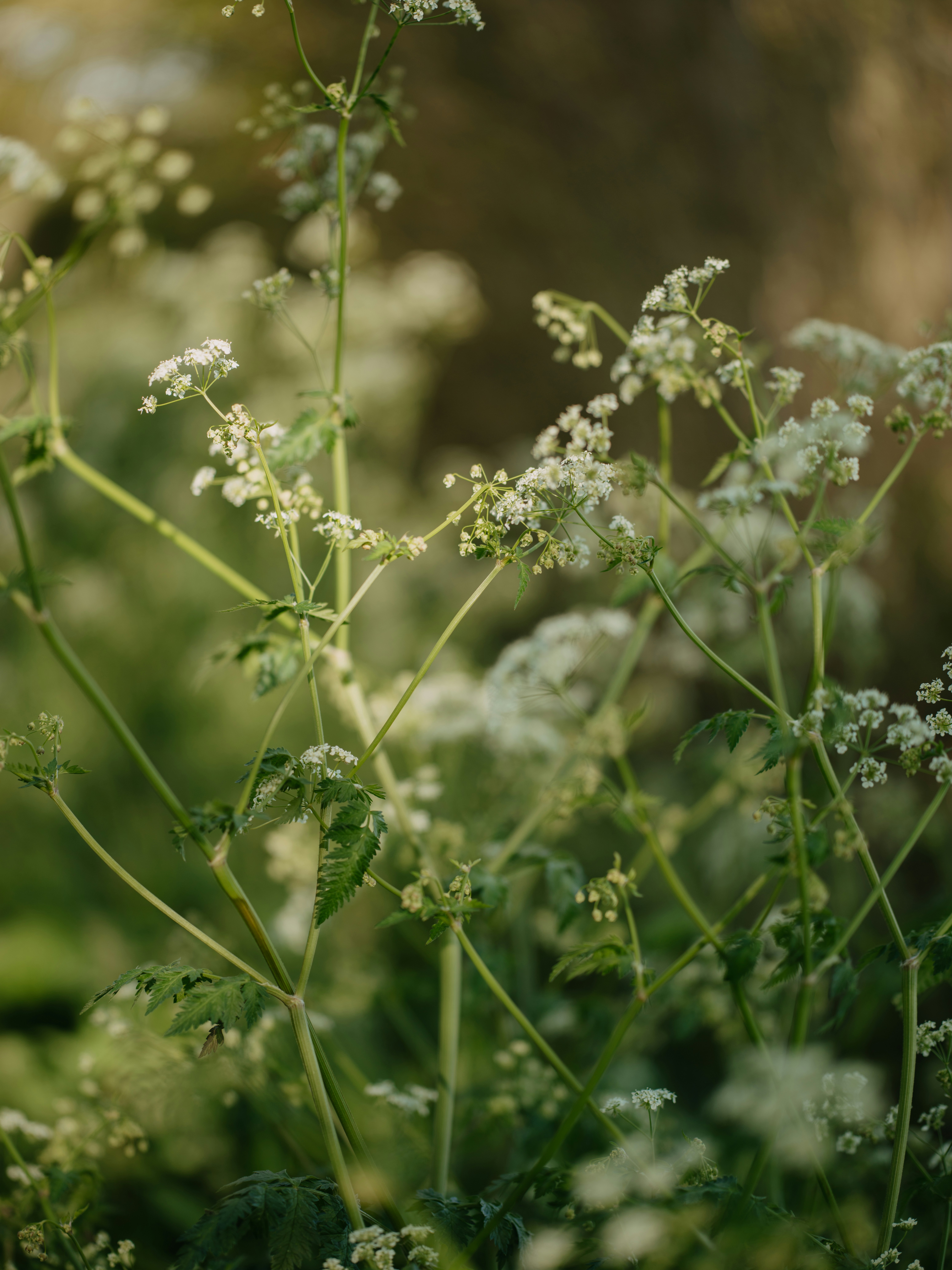 Photo by anniespratt