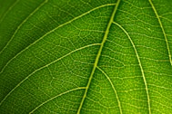 a close up view of a green leaf