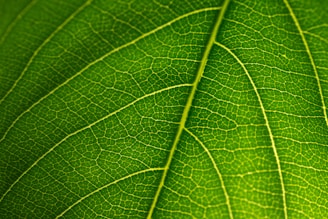 a close up view of a green leaf