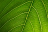a close up view of a green leaf