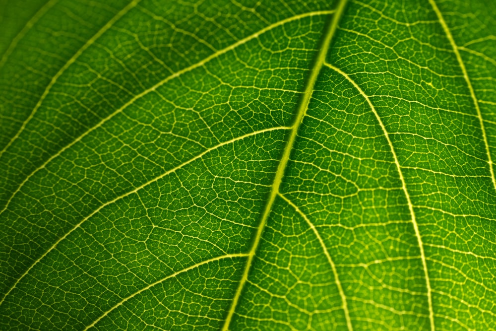 Una vista de cerca de una hoja verde