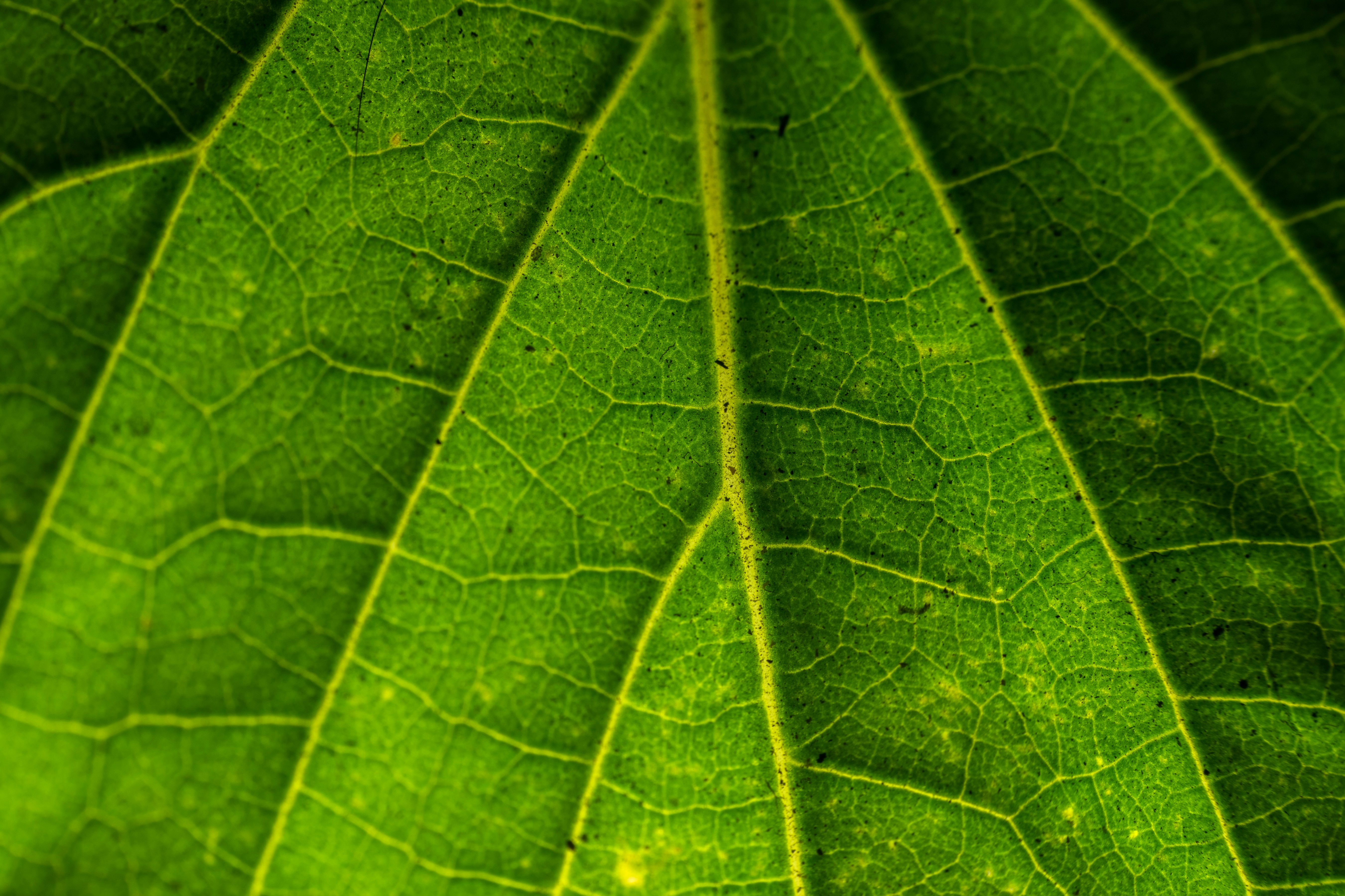 Photo by sonika_agarwal