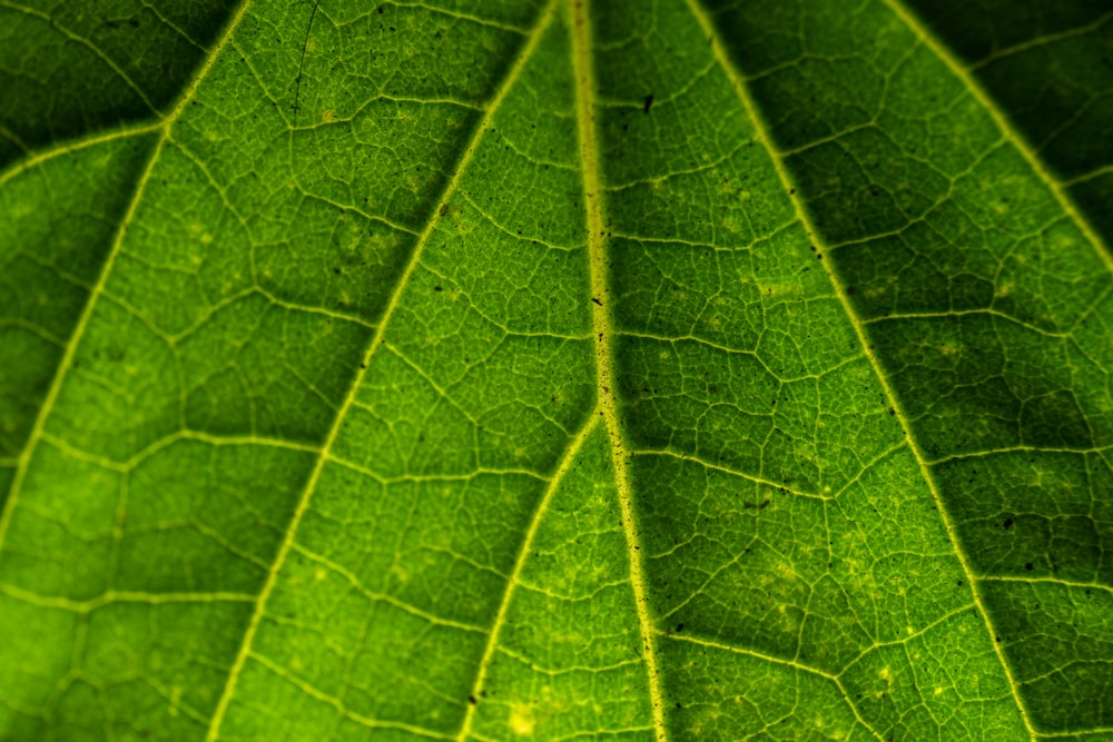 a close up view of a green leaf