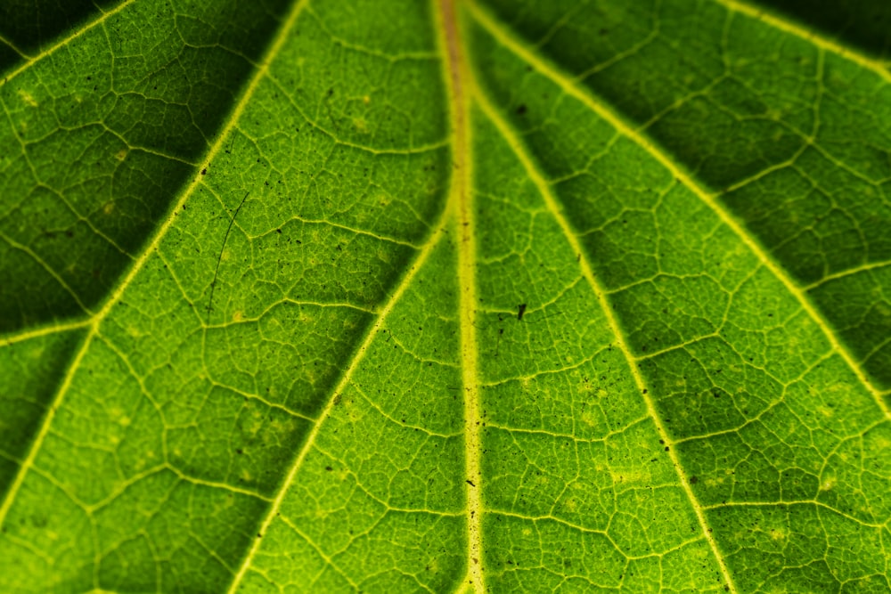 a close up view of a green leaf