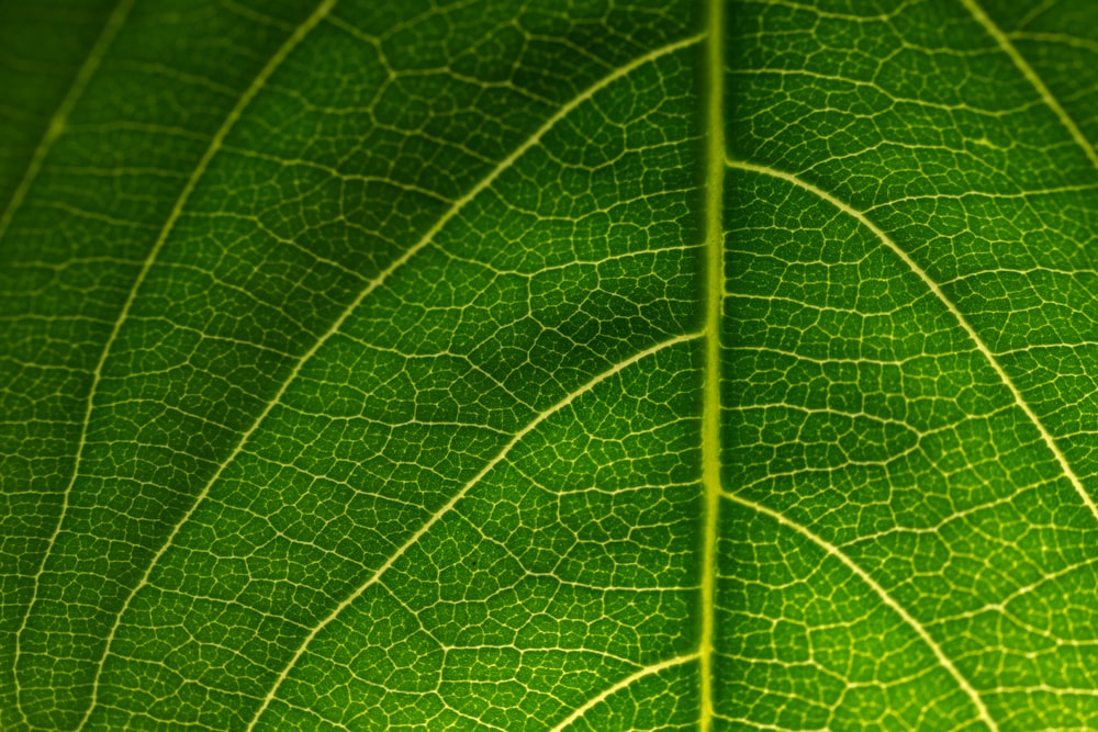 a close up view of a green leaf