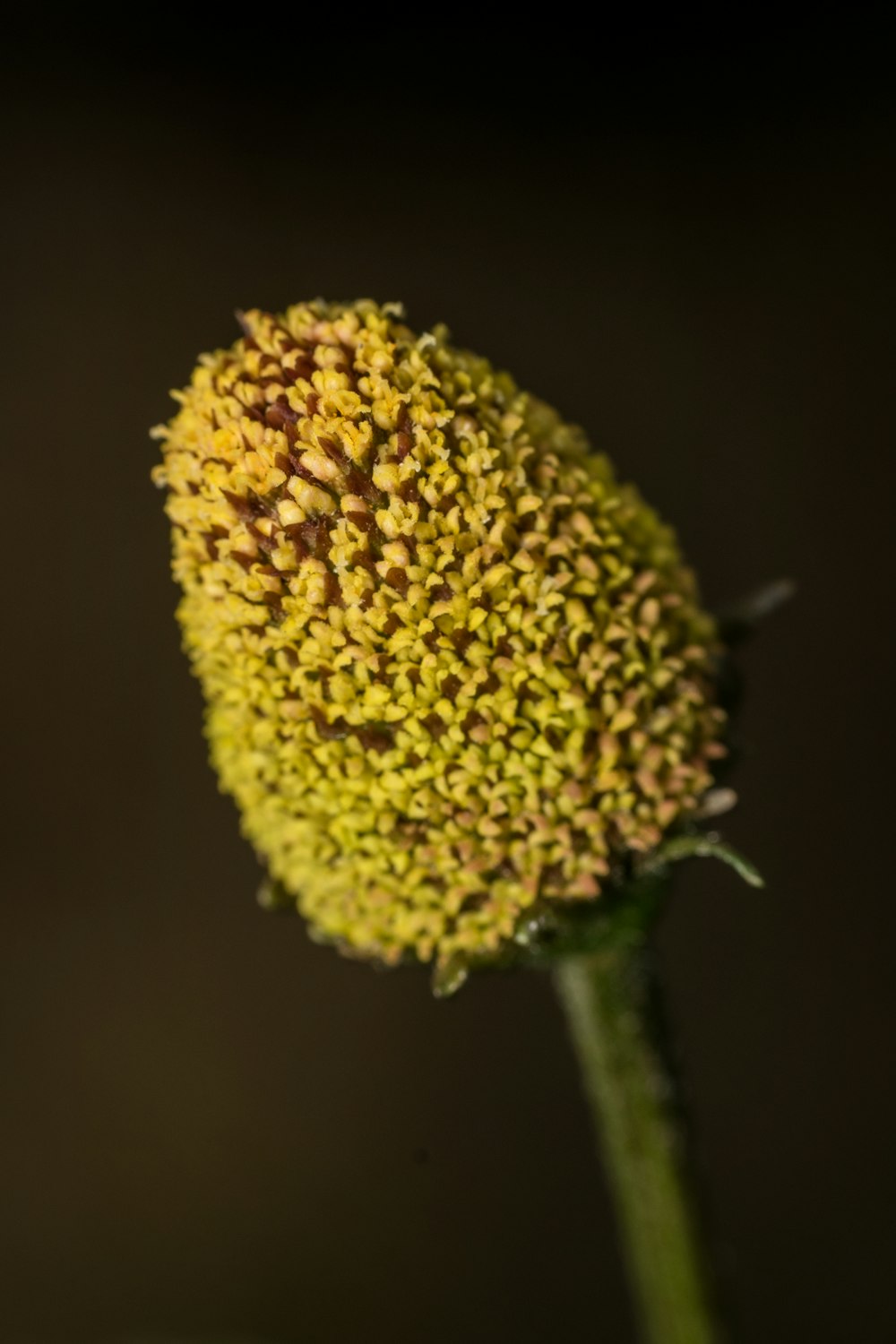 a close up of a flower with a dark background