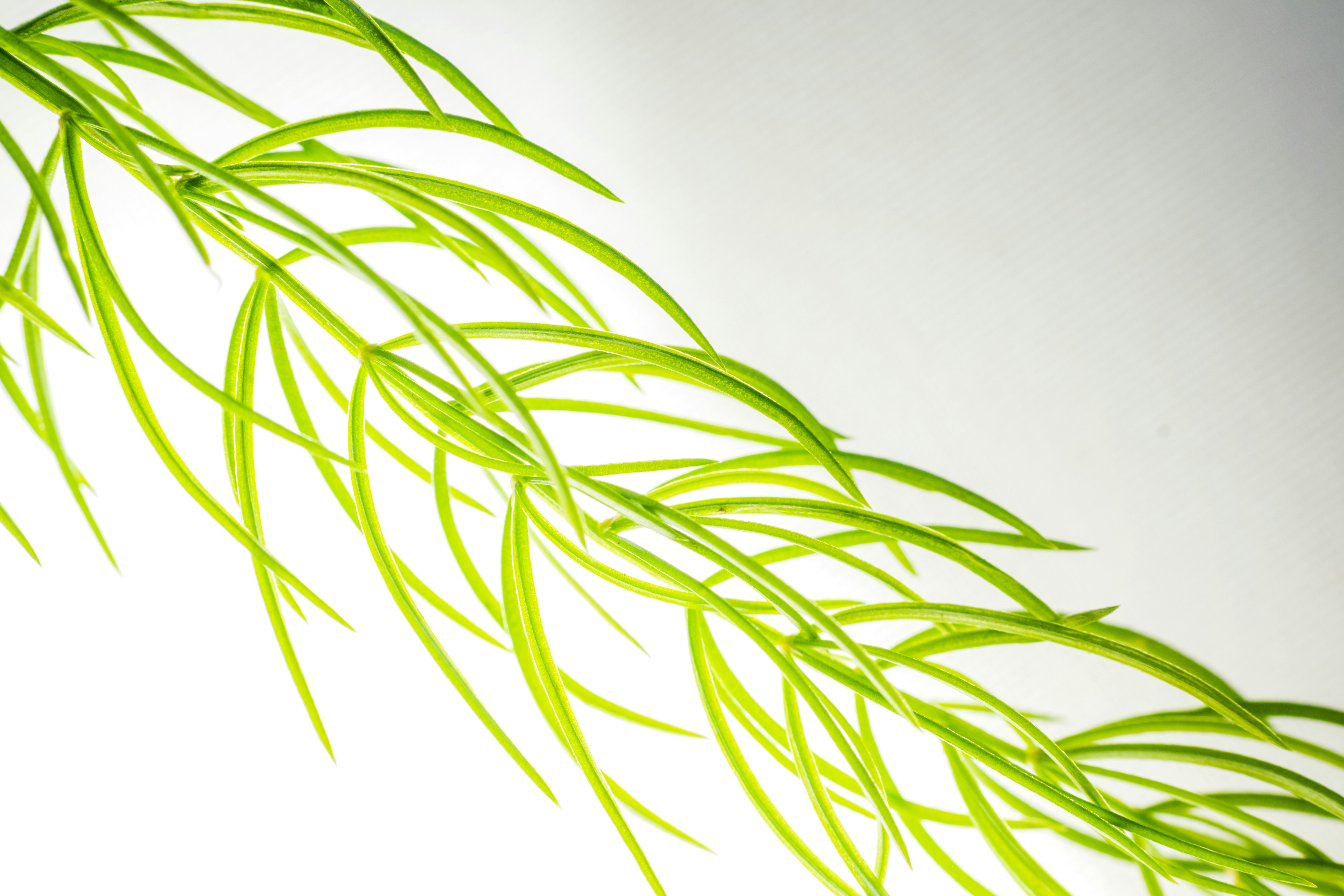 a close up of a green plant on a white background