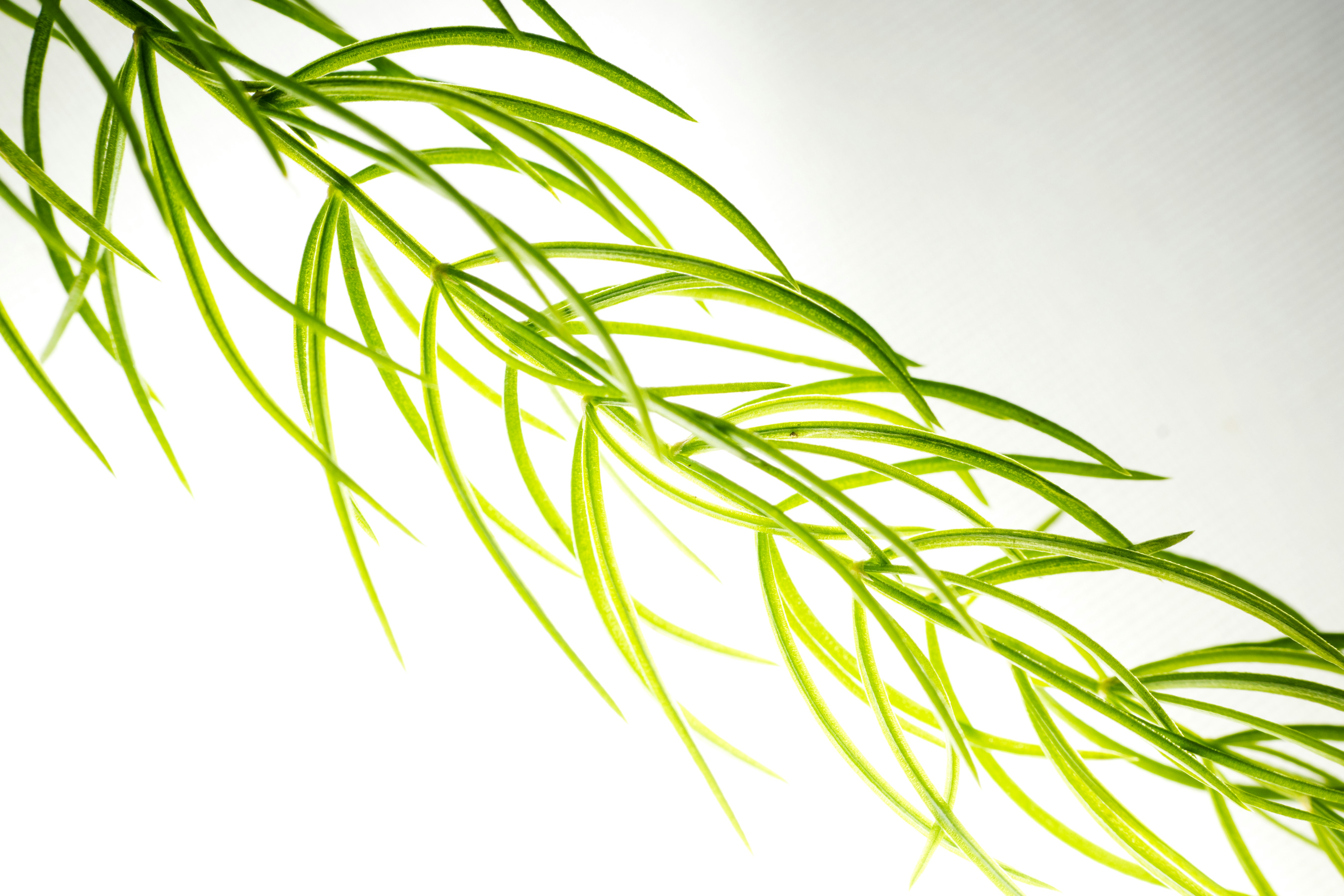 Photo by sonika_agarwal