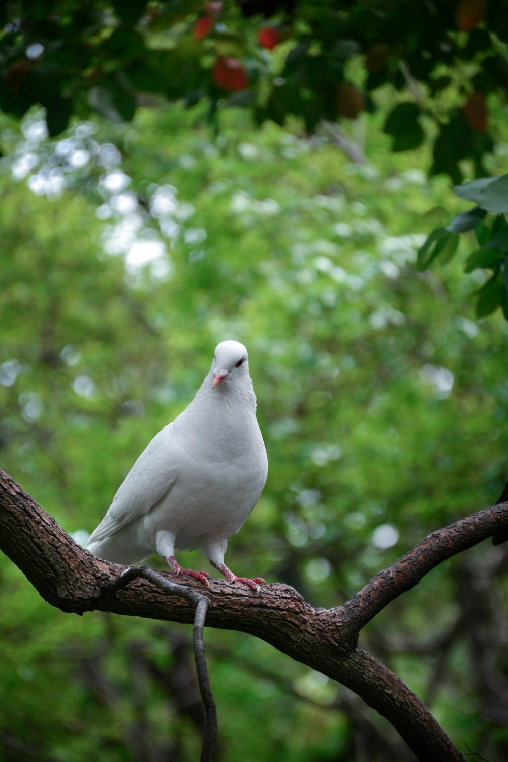 a white bird sitting on top of a tree branch