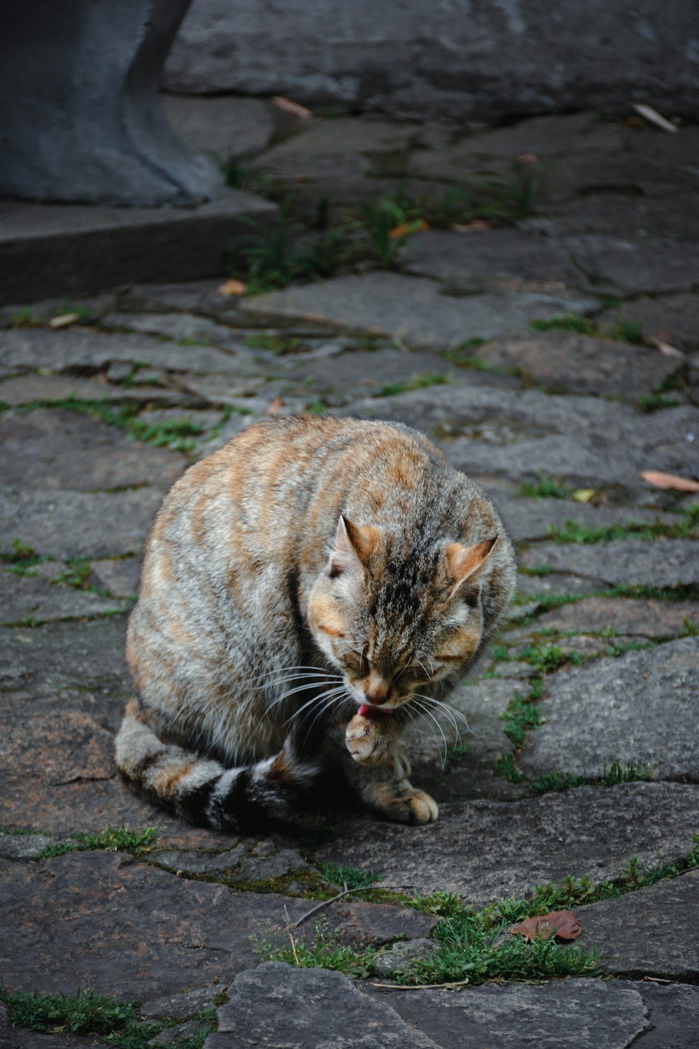 a cat sitting on the ground with its mouth open
