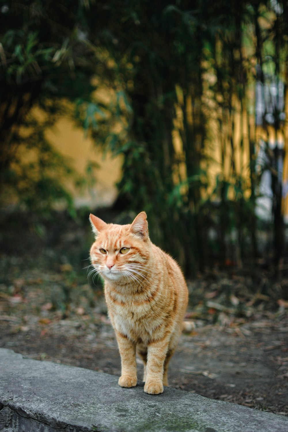an orange and white cat standing on top of a cement slab