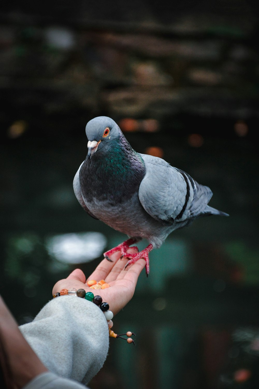 a pigeon perched on the hand of a person