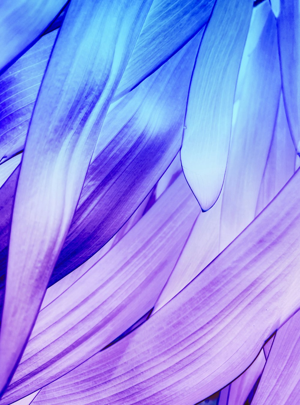 a close up of a purple and blue flower
