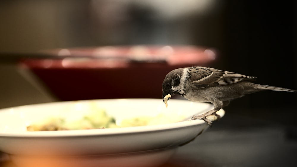 Ein kleiner Vogel, der auf einer Schüssel mit Futter sitzt