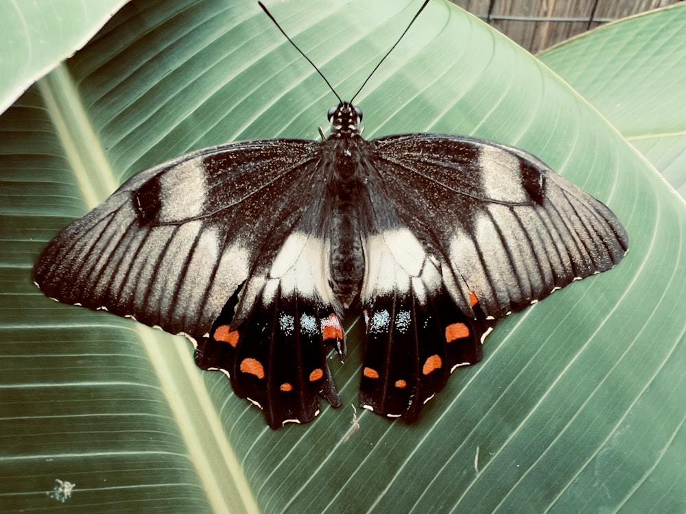 Un papillon noir et blanc assis sur une feuille verte