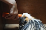 A gentle hand offering a treat to a curious guinea pig in a calm, natural environment.
