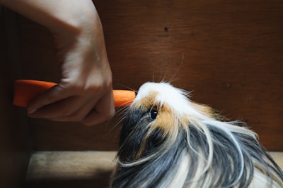 A hand is feeding a multicolored guinea pig with a carrot. The guinea pig has a mix of black, white, and tan fur, and appears interested in the carrot.