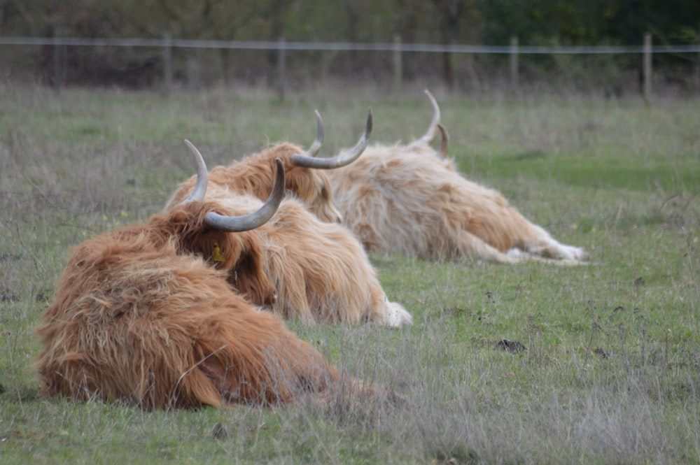 Ein paar Tiere, die im Gras liegen