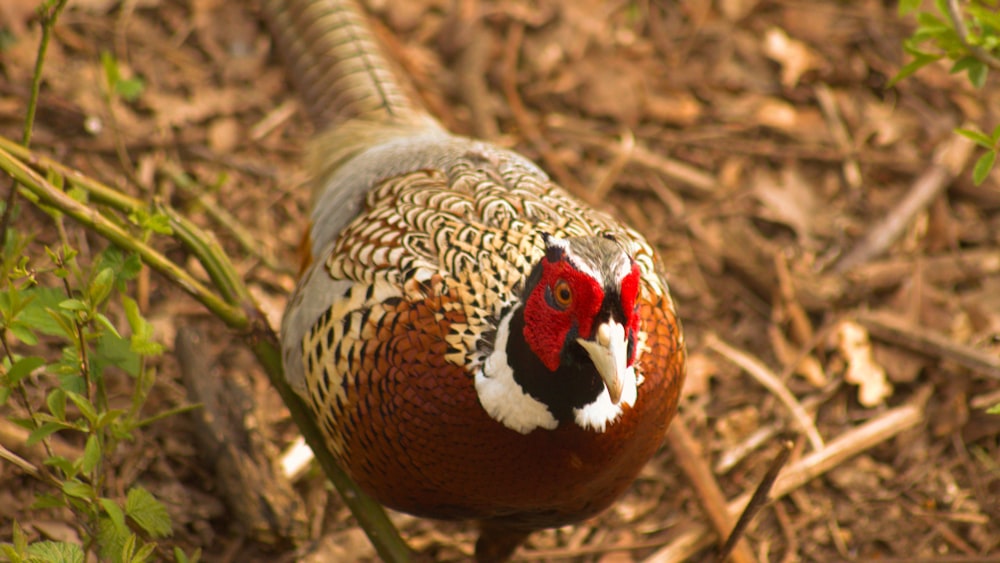 a close up of a bird on the ground