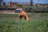 Happy camel grazing near a sack of mkm company feed under bright sunlight.