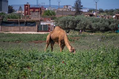 Happy camel grazing near a sack of mkm company feed under bright sunlight.