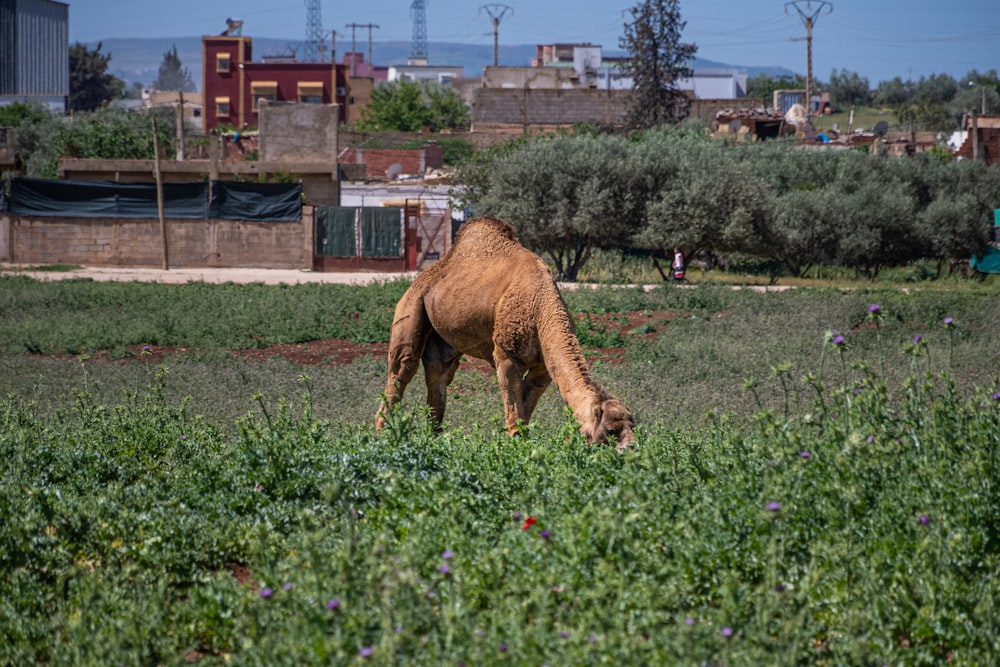 a camel grazing in a field with buildings in the background