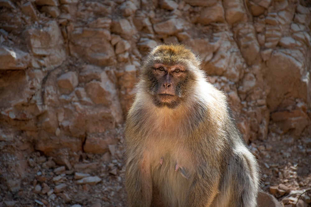 a monkey sitting on top of a rock covered ground