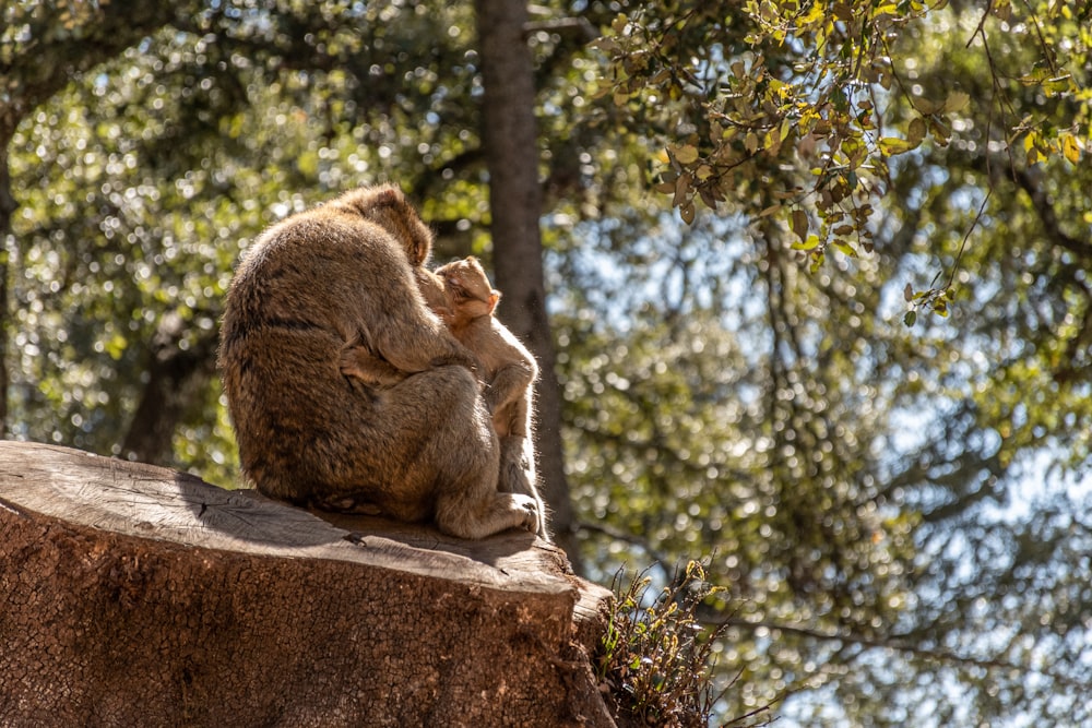 a couple of monkeys sitting on top of a rock