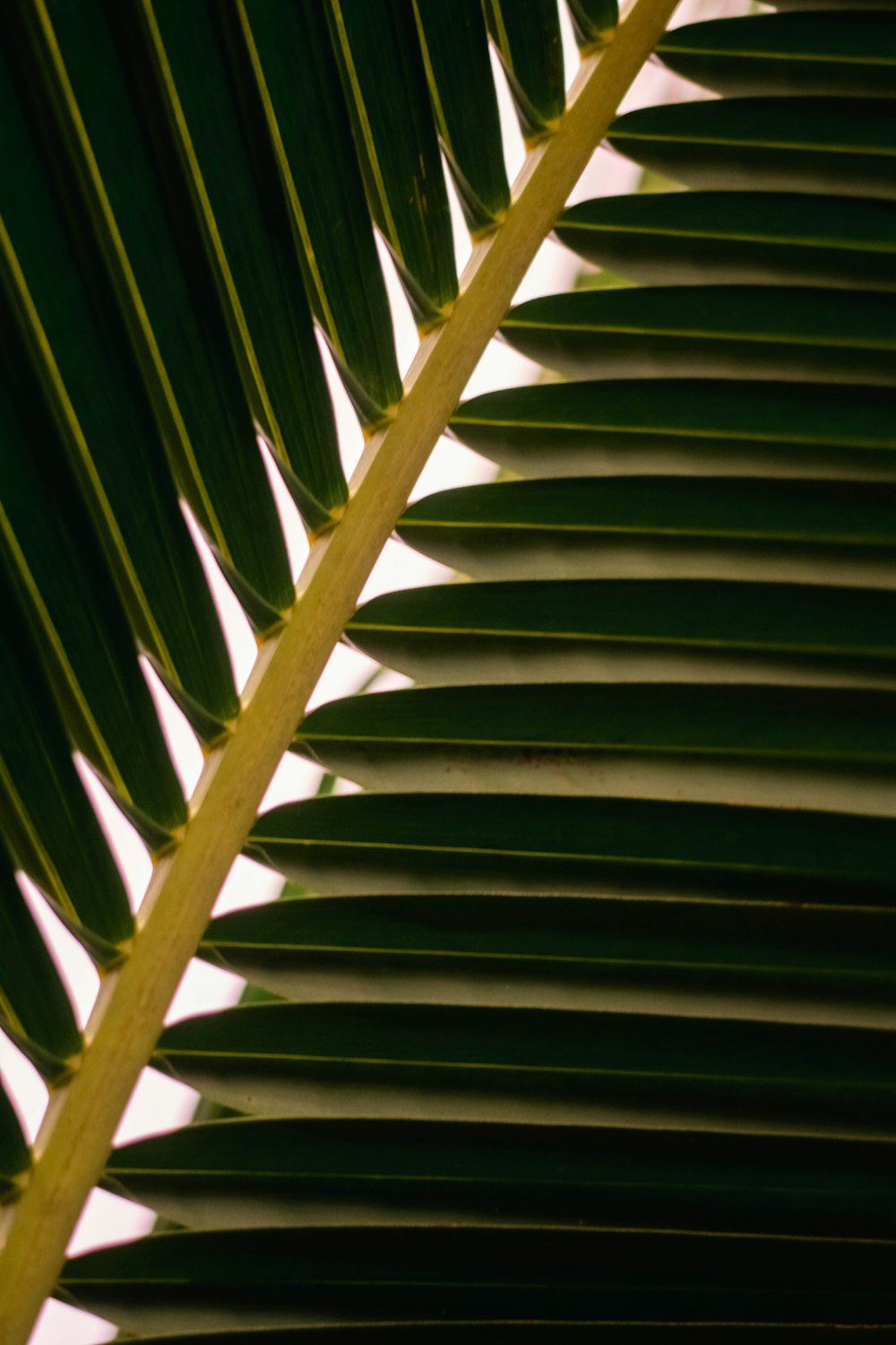 a close up view of a palm leaf