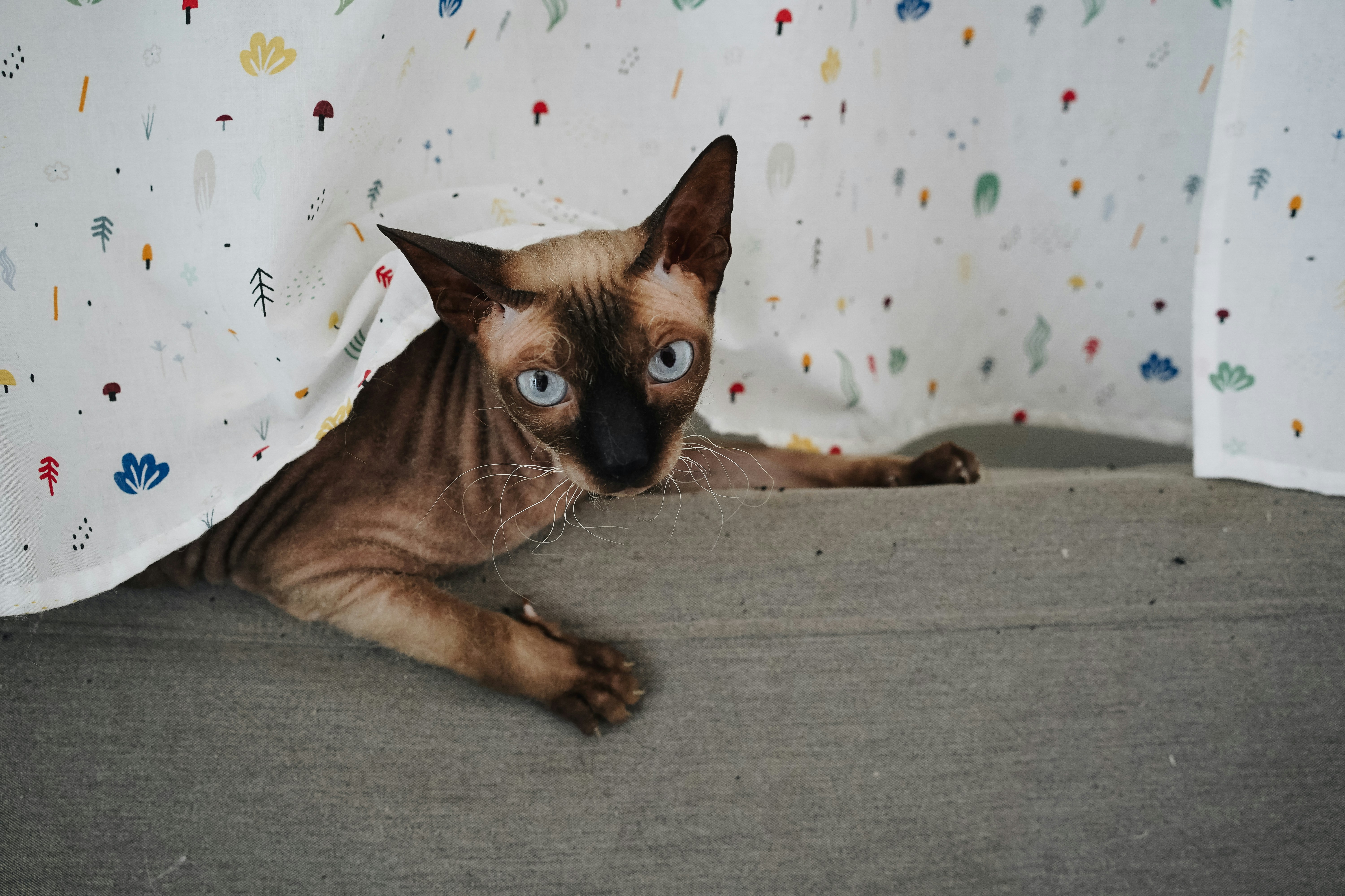 a cat with blue eyes laying on a couch