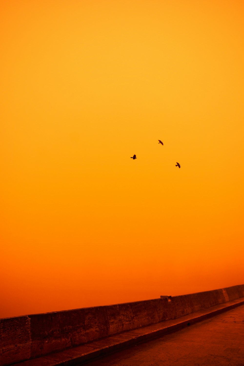 a group of birds flying in the orange sky