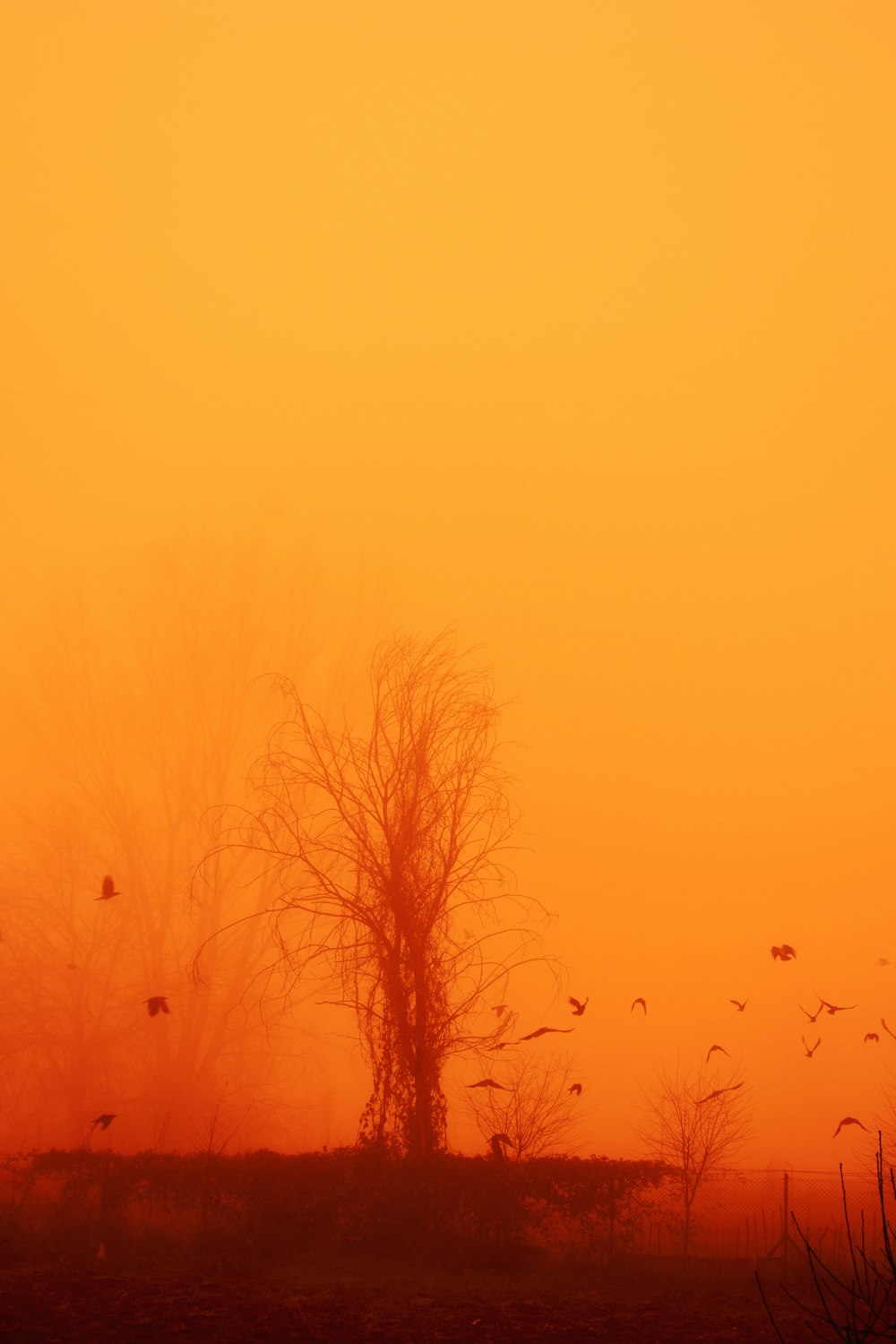 a flock of birds flying over a foggy field