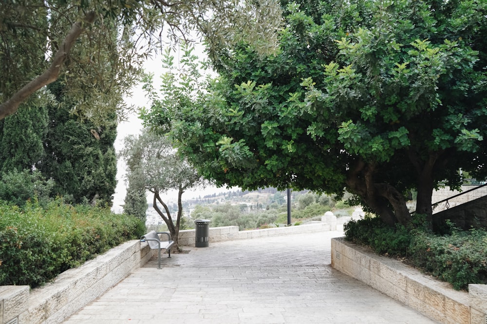 a walkway with benches and trees on both sides