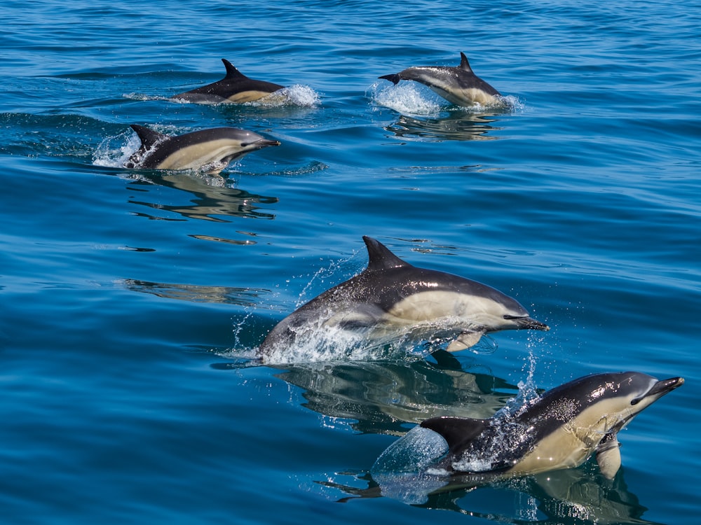 a group of dolphins swimming in the ocean