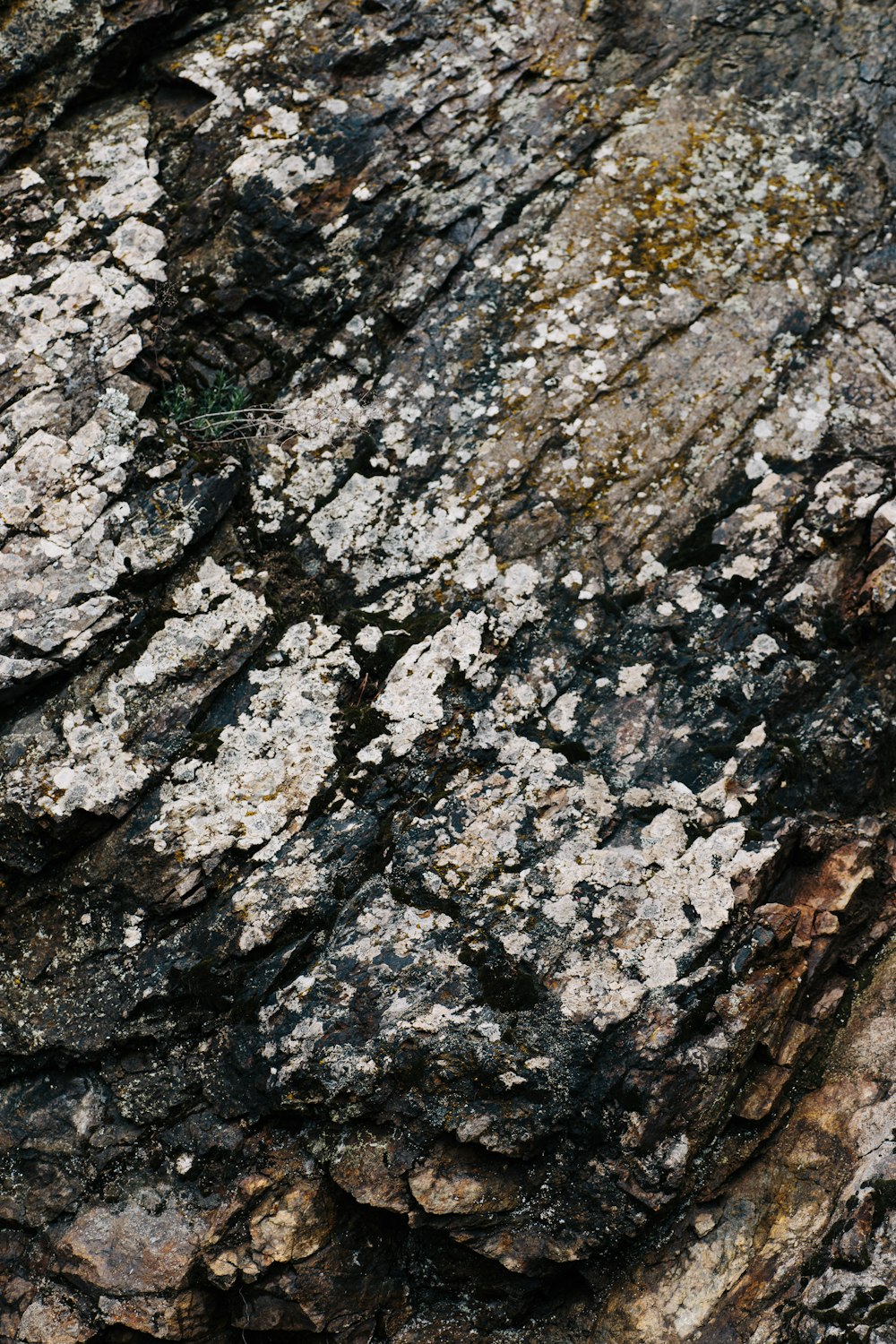 a close up of a rock with lichen on it