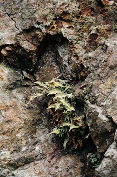 A close-up of a resilient microbe thriving on a rocky, extreme environment.
