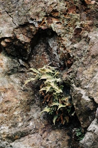 A close-up view of a rocky surface with textured layers and crevices. A small fern plant with green and brown leaves emerges from a crack in the rock, indicating adaptation and resilience.