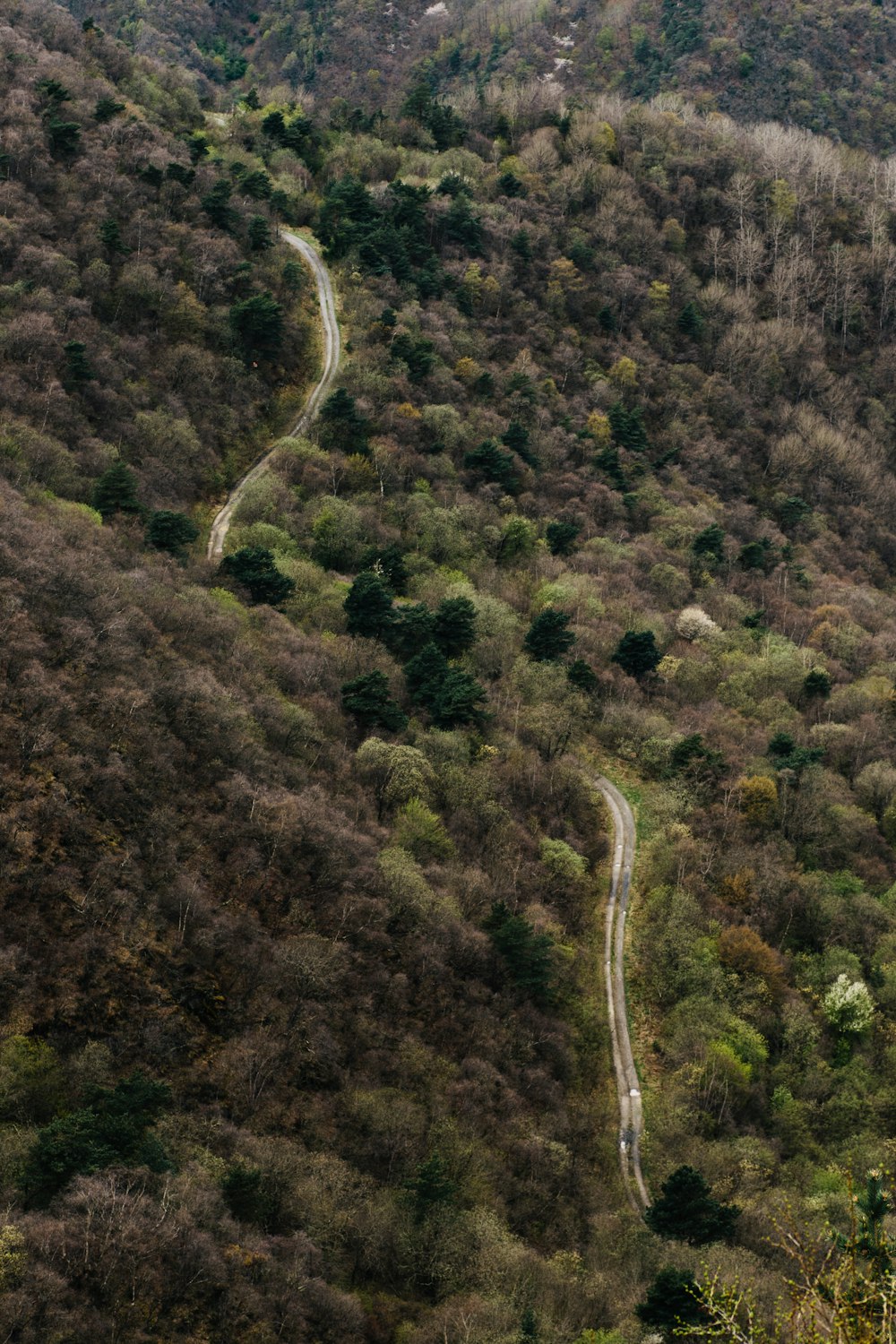 a winding road in the middle of a forest