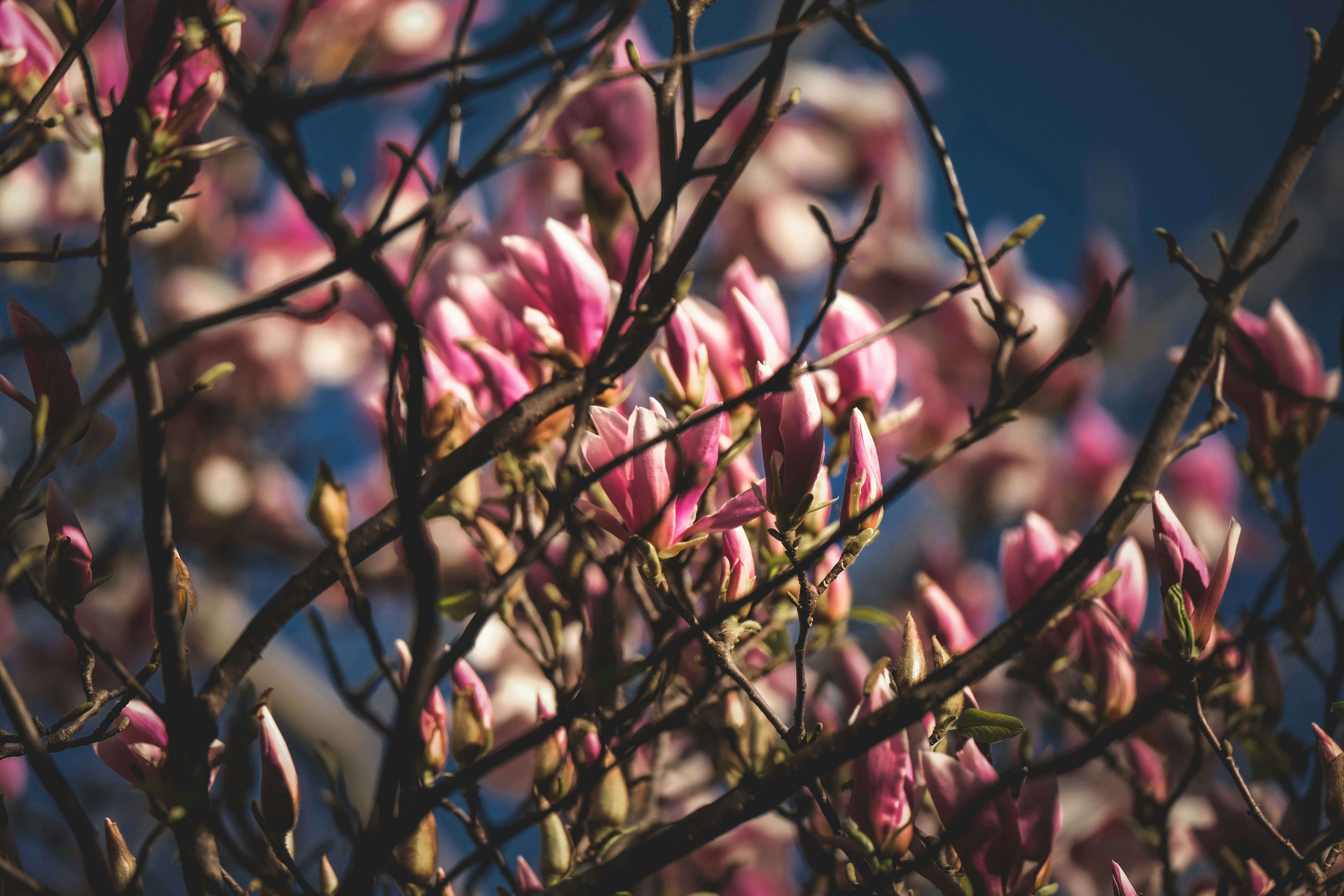 Photo by francesco_ungaro