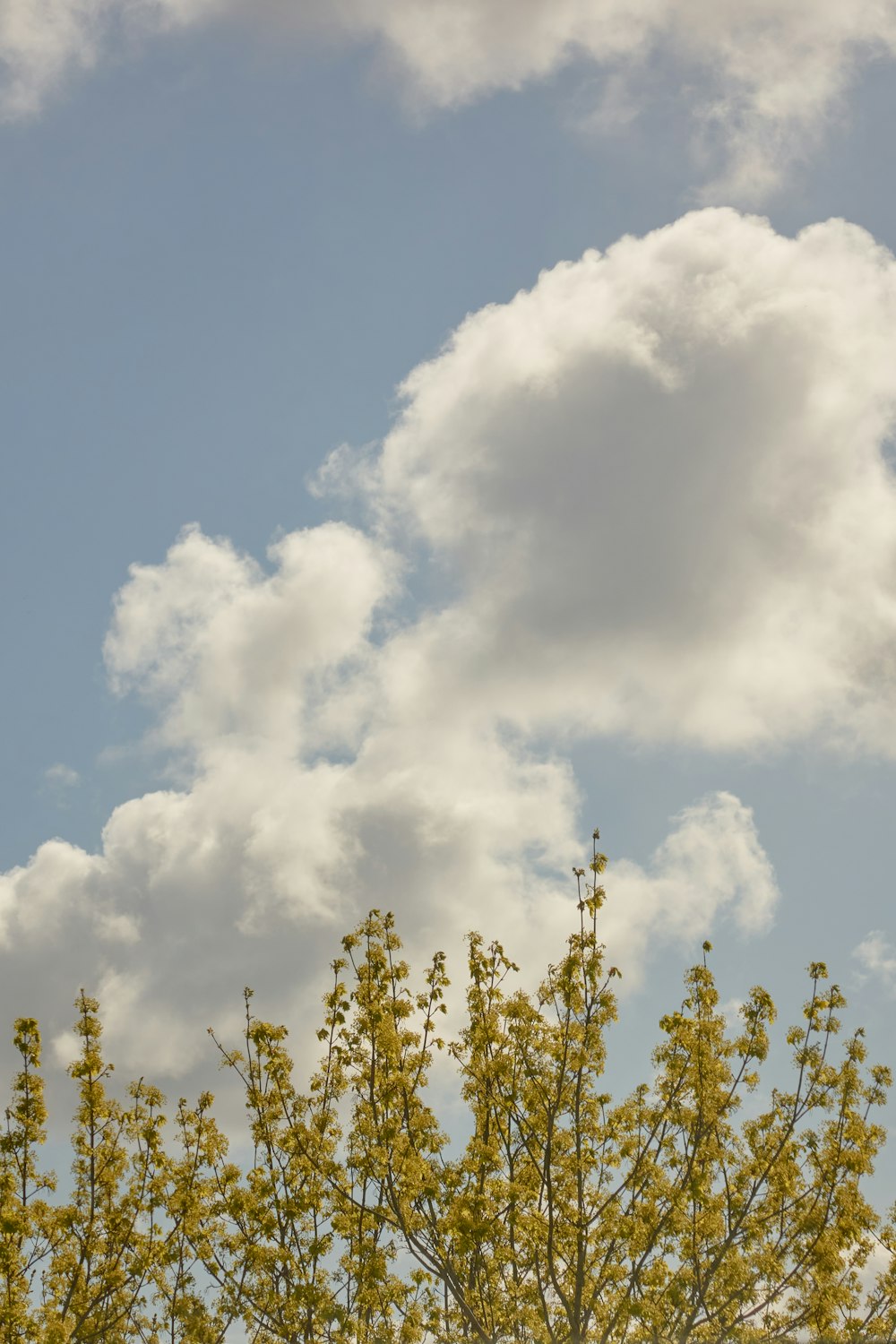 a bird is perched on a tree with clouds in the background