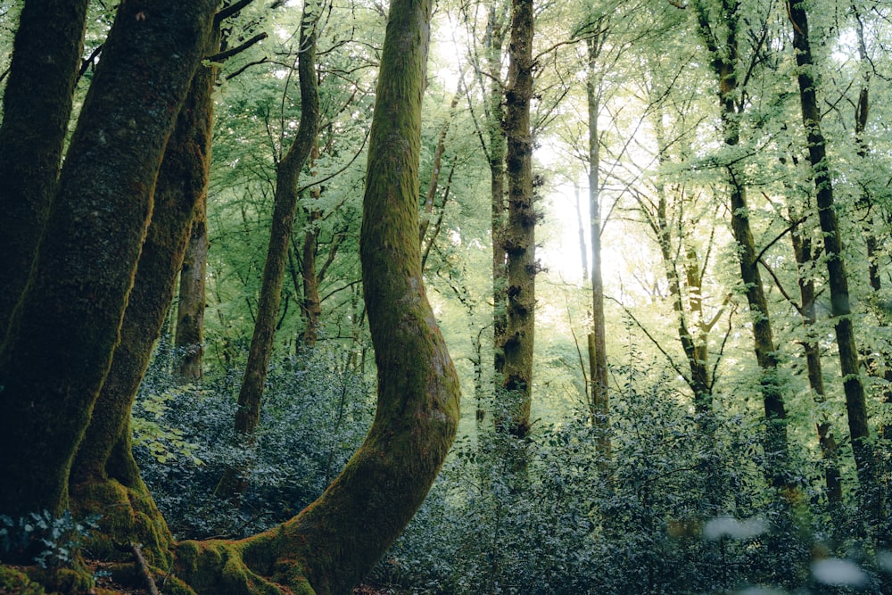 a forest filled with lots of green trees