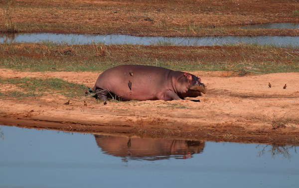 Hippo in Kruger National Park