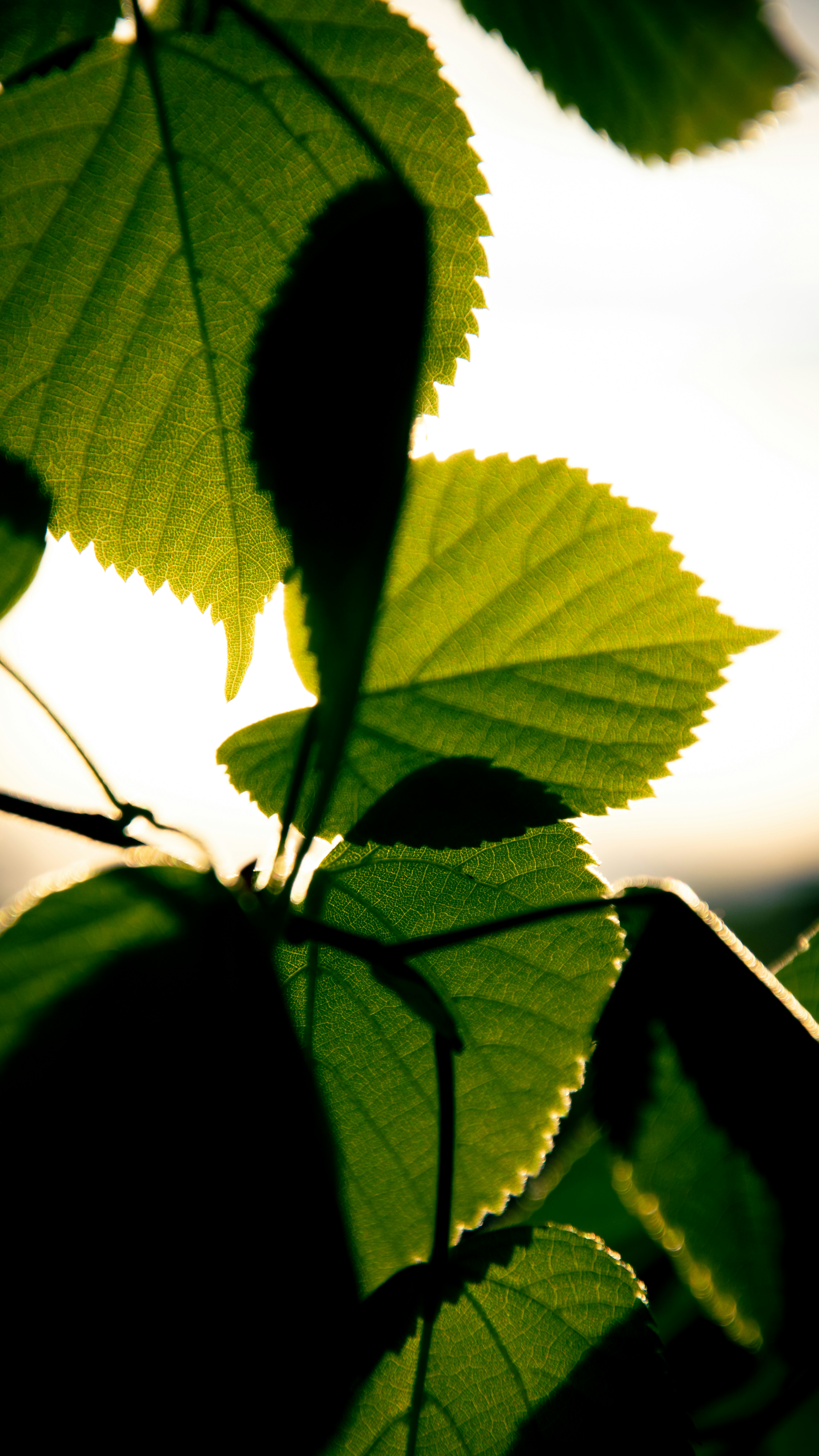 Photo by impermanent