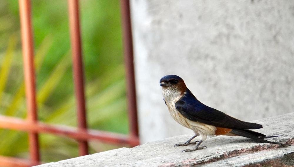 a small bird is standing on a ledge