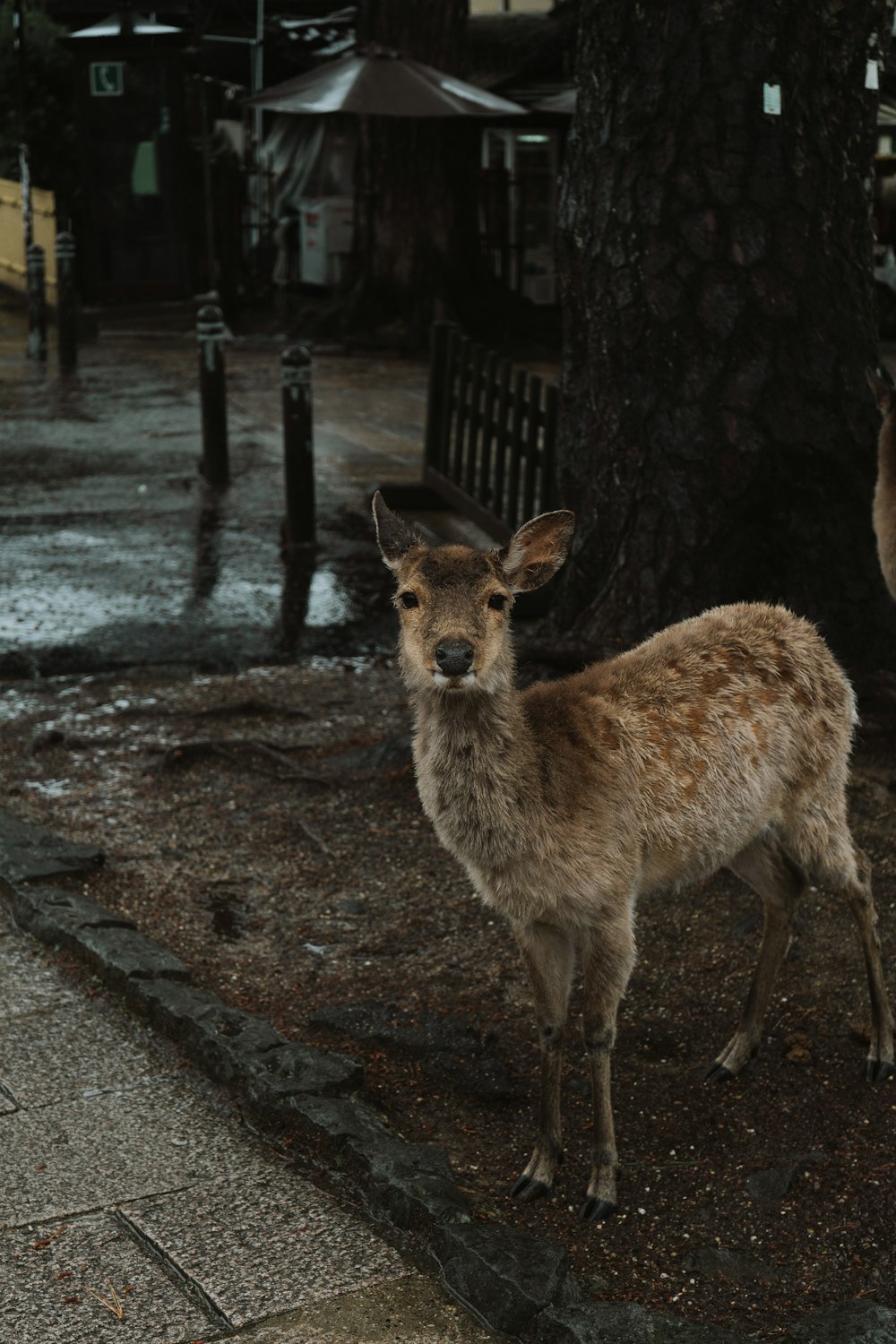 a deer standing on a sidewalk next to a tree